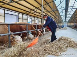 养牛怎么养最好？肉牛养殖技术和方法完整版，养牛人快收藏学习