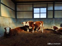 养牛怎么养最好？肉牛养殖技术和方法完整版，养牛人快收藏学习