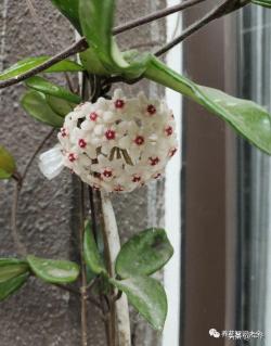 爱“攀爬”的4种花，开花节节高，家里也能变花园！