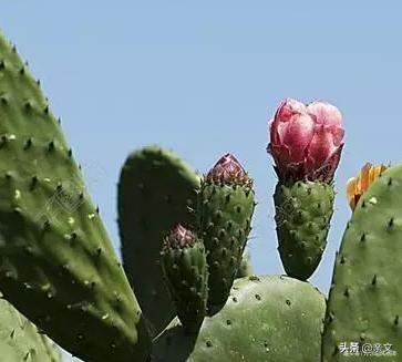 此花象征着坚强，我们每个人都需要这种力量源泉，内心却是孤独的