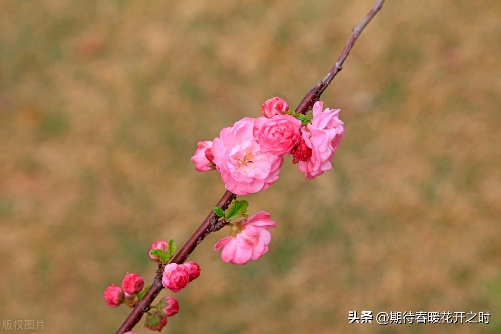 梅花-寓意坚强忠贞