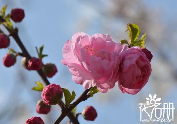 什么花的花语是坚强 花语寓意坚强的6种花(剑兰居首位)