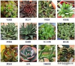 144种多肉植物名称大全，常见品种