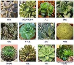 144种多肉植物名称大全，常见品种