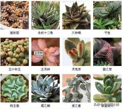 144种多肉植物名称大全，常见品种