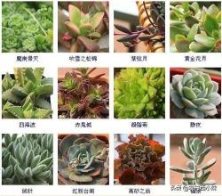 144种多肉植物名称大全，常见品种