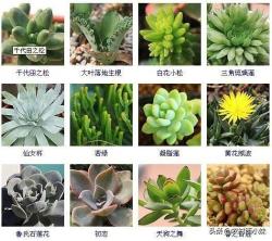 144种多肉植物名称大全，常见品种