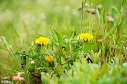 105种路边的野花、野草，漂亮的、能吃的、药用的，都是儿时记忆