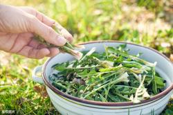 105种路边的野花、野草，漂亮的、能吃的、药用的，都是儿时记忆