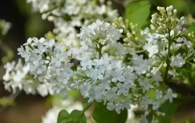 142种 · 开花植物