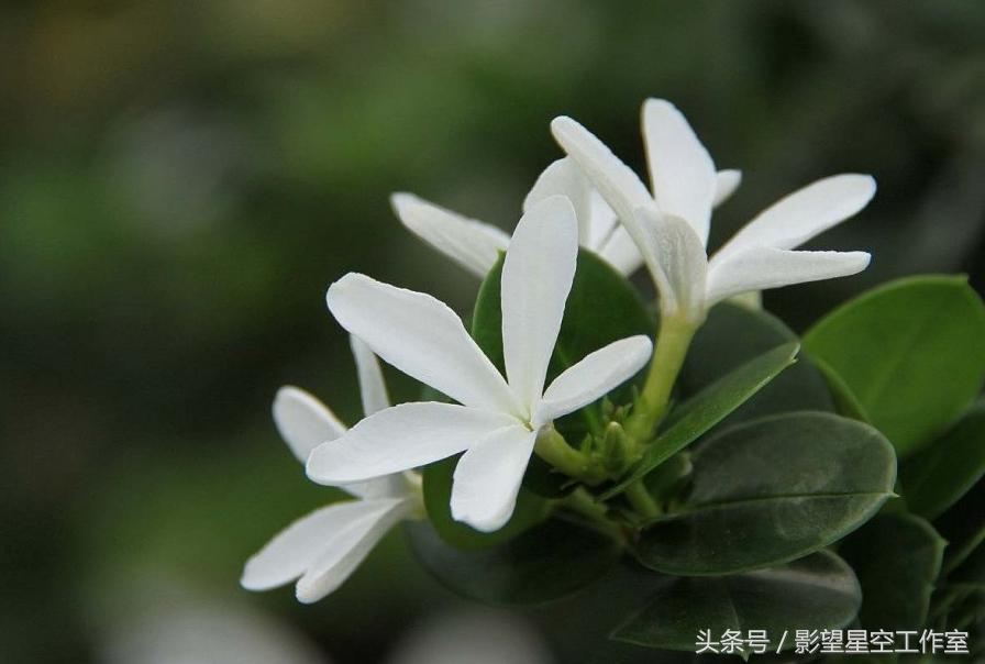 盛夏好时光，花果漫芬芳，清秀典雅的铁茉莉