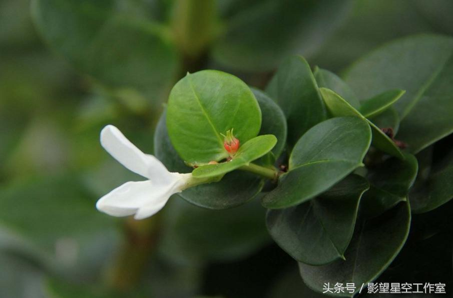 盛夏好时光，花果漫芬芳，清秀典雅的铁茉莉