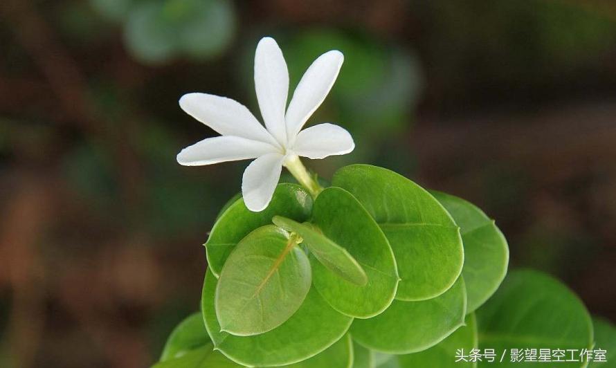 盛夏好时光，花果漫芬芳，清秀典雅的铁茉莉