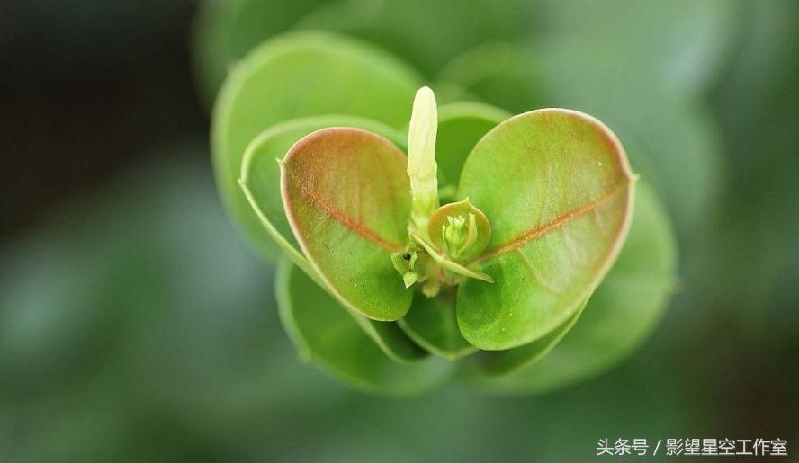 盛夏好时光，花果漫芬芳，清秀典雅的铁茉莉