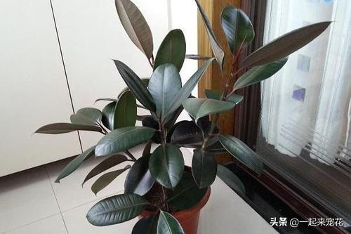 3种植物，适合室内养，耐旱又耐阴，是家庭盆栽佳品