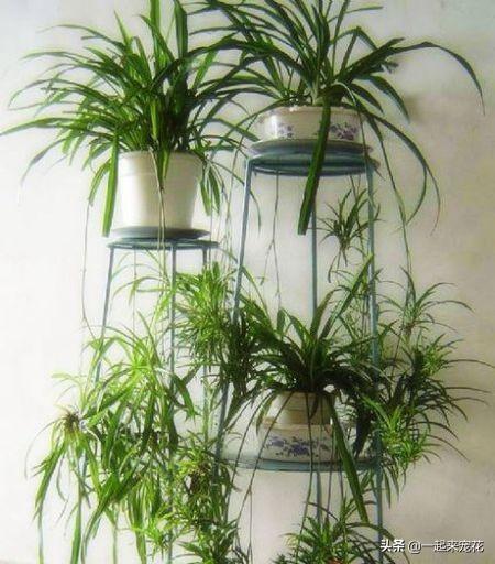 3种植物，适合室内养，耐旱又耐阴，是家庭盆栽佳品