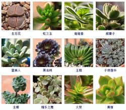 145种常见多肉植物大全(带图片)，各位肉迷福音！来对比收藏一下