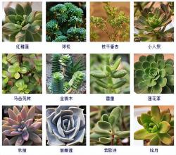 145种常见多肉植物大全(带图片)，各位肉迷福音！来对比收藏一下