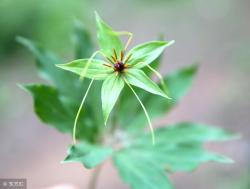 百合科的十大植物（二），接着看，数数你见过几种？