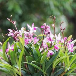 冬季阳台空荡荡？种下这些草花整个冬天有花看