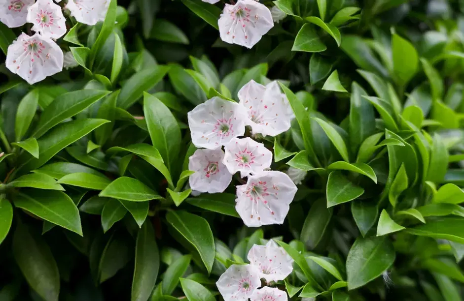 40种适合庭院花园的常见灌木植物，你认识它们吗？