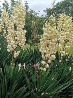 丝兰～叶片似剑，花色玉白，芳香四溢，是花叶俱佳的观赏花木