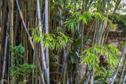 常用湿地植物种类及种植要求