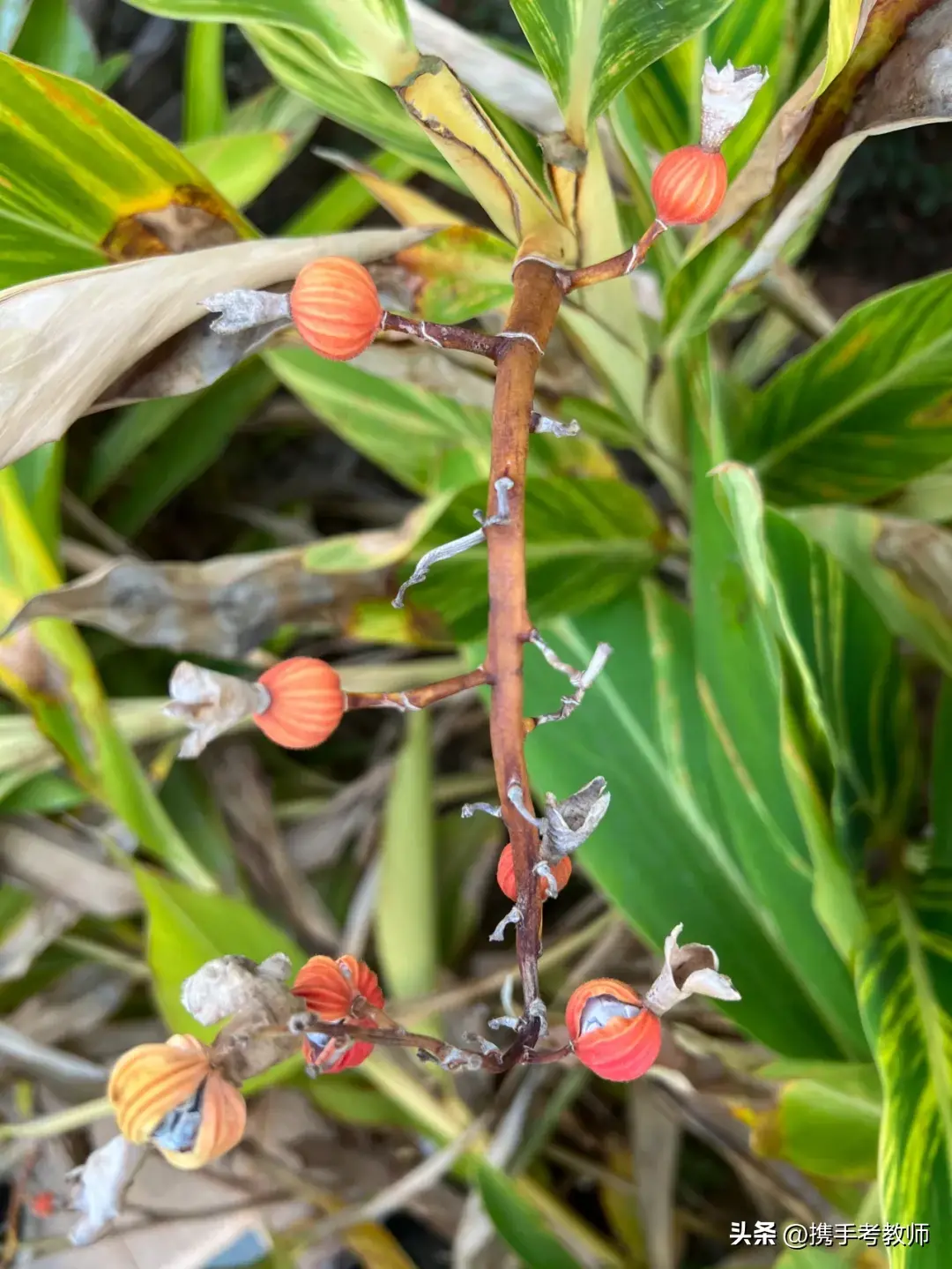 「姜科植物」花叶艳山姜