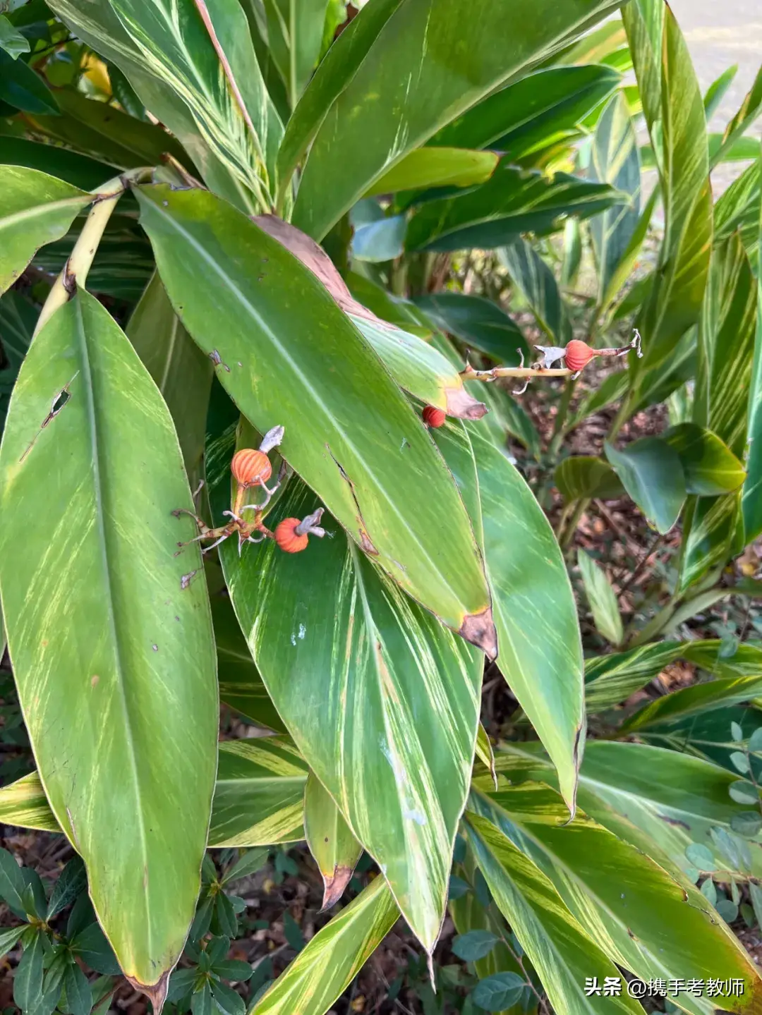 「姜科植物」花叶艳山姜