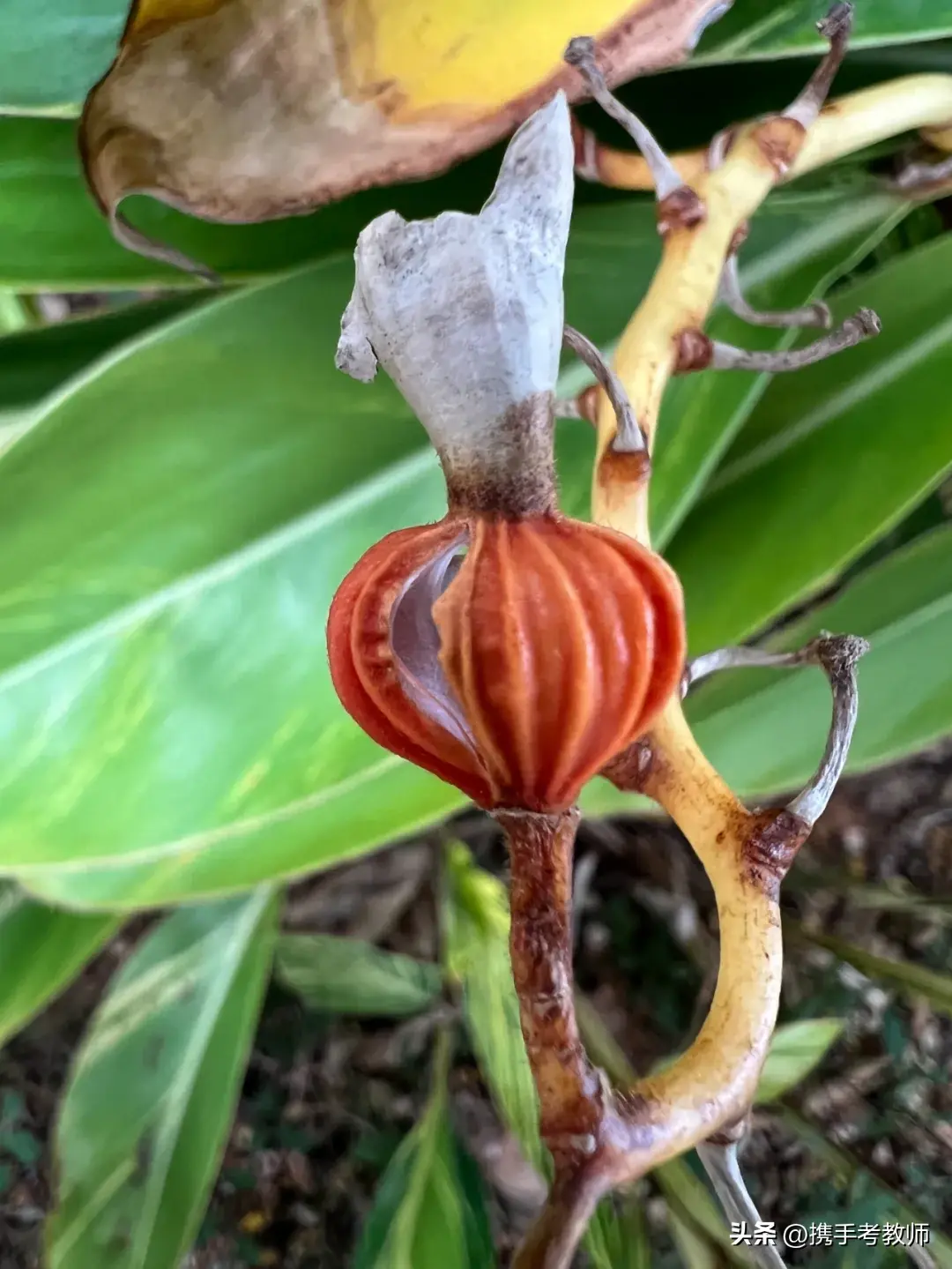 「姜科植物」花叶艳山姜