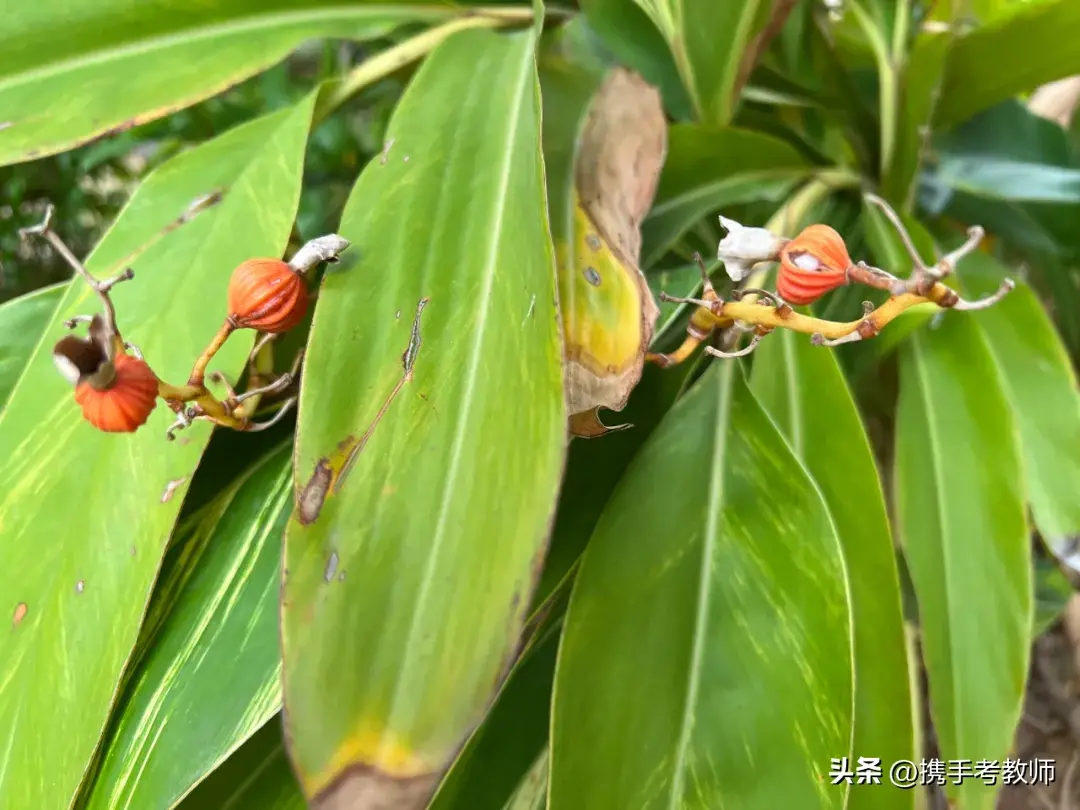 「姜科植物」花叶艳山姜