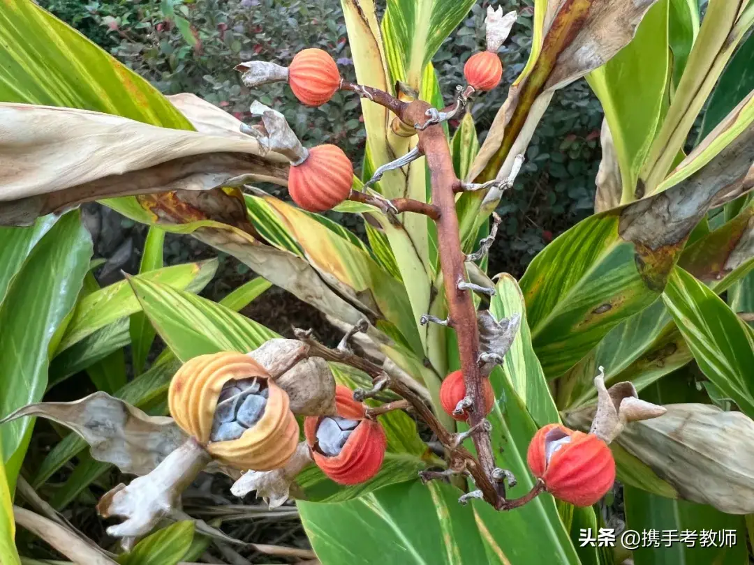 「姜科植物」花叶艳山姜