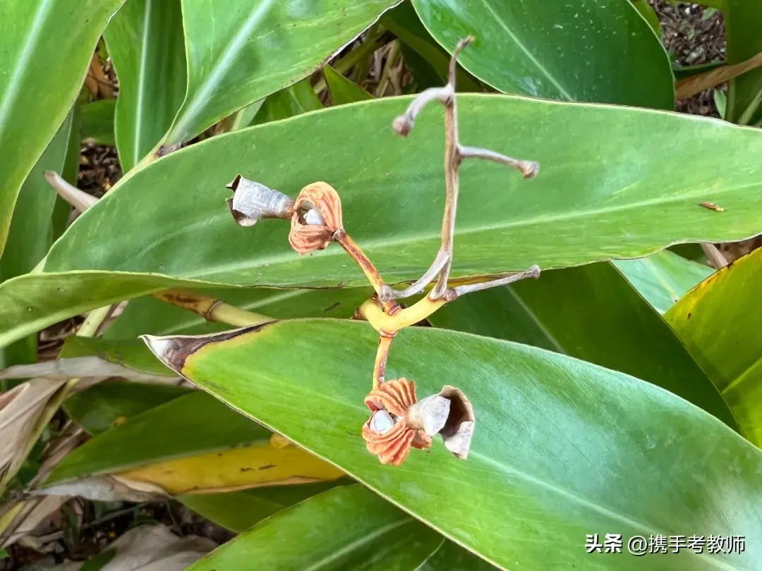 「姜科植物」花叶艳山姜