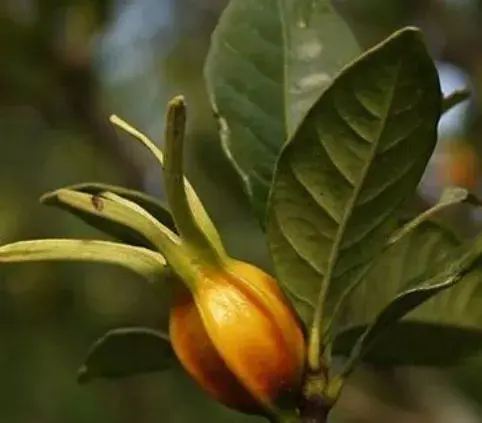 山林里常见的一种植物，农家人称它为“金珠子”，花朵可煲汤炒菜