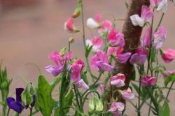 四五月花开灿烂的香豌豆，花朵闻起来特别香，但不建议随意种