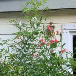 四五月花开灿烂的香豌豆，花朵闻起来特别香，但不建议随意种