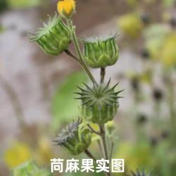 「植物学陪读」野生植物苘（qing)麻的有关知识