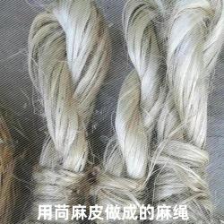 「植物学陪读」野生植物苘（qing)麻的有关知识