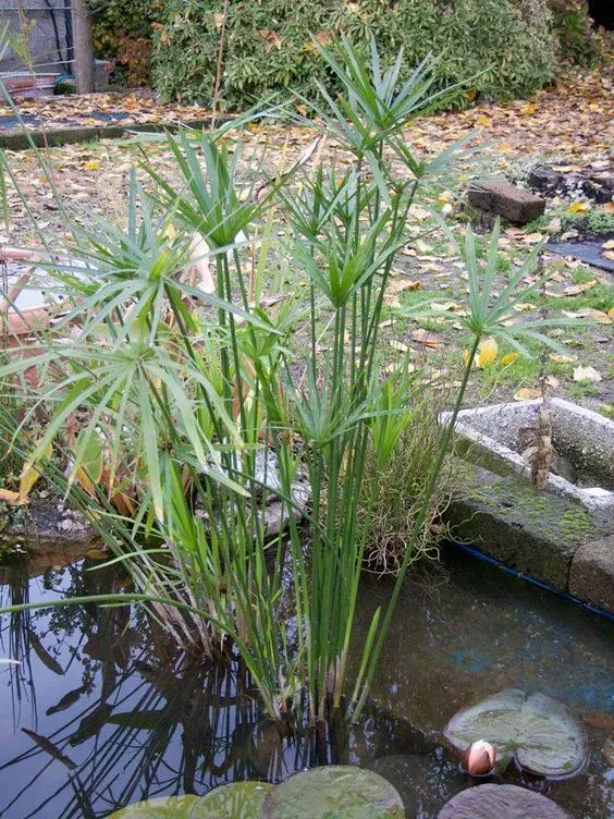 夏日水生植物必种清单，给夏日带来一丝清凉，请查收