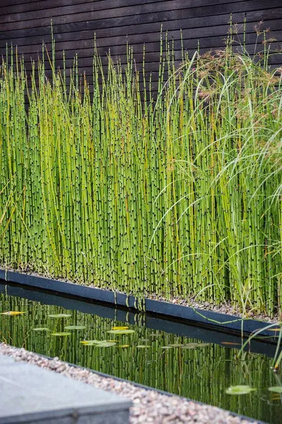 夏日水生植物必种清单，给夏日带来一丝清凉，请查收