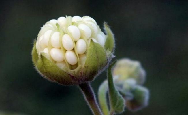 苘麻，在农村是很常见的植物，全身都是“宝”，你了解多少？