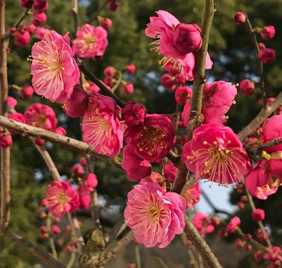 5种耐寒花，扔在室外冻一冻，开花又多又鲜艳，快入手