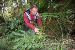 山上一种植物，人称“观音座莲”，曾经救过很多人，如今不多见了