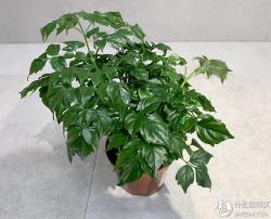 12种高颜值室内小株植物，给你一个春意盎然的家！（附养护心得）