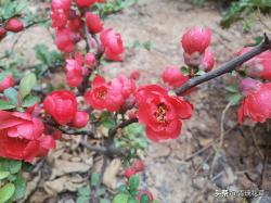 美化生活旺风水，这10种“吉祥花木”，家里可以来一盆