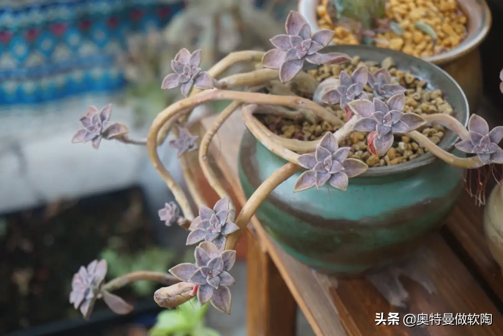 多肉植物重庆度夏技巧快掌握，夏天养多肉无忧愁