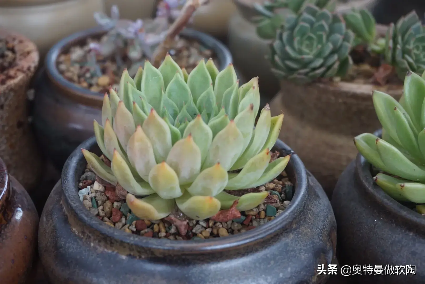 多肉植物重庆度夏技巧快掌握，夏天养多肉无忧愁