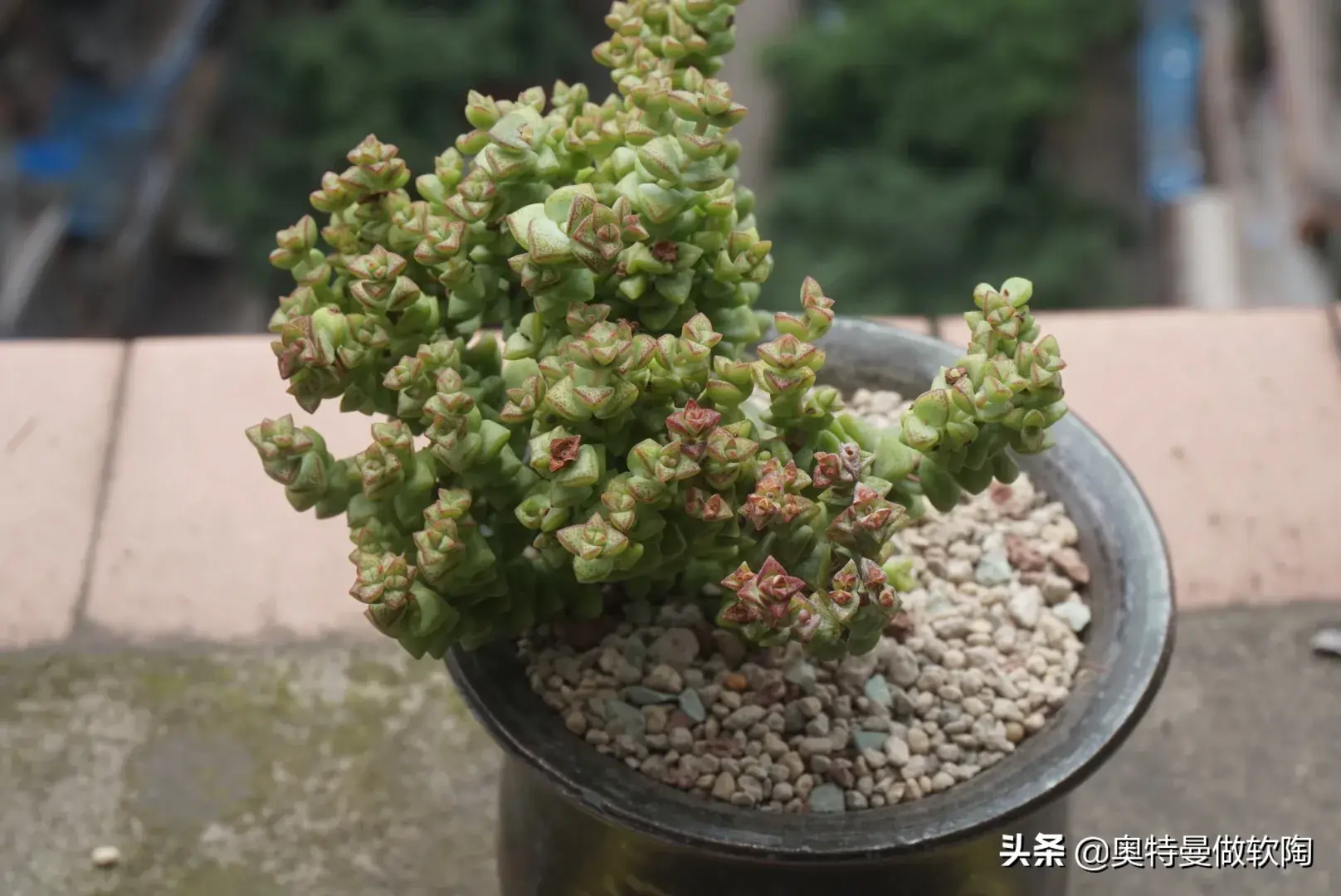 多肉植物重庆度夏技巧快掌握，夏天养多肉无忧愁