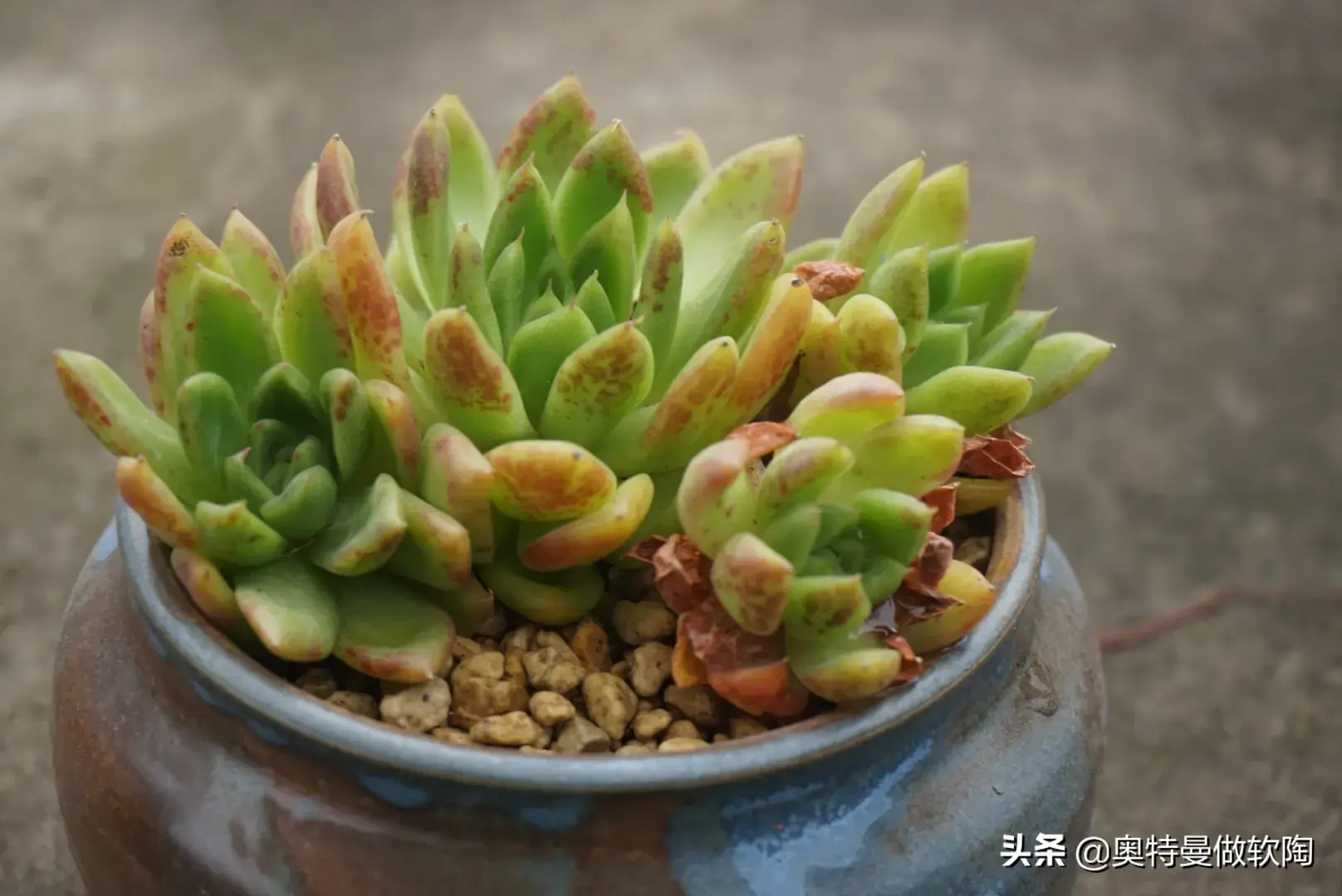 多肉植物重庆度夏技巧快掌握，夏天养多肉无忧愁