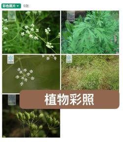 推荐宝藏网站：植物标本馆｜植物&amp;amp;草药爱好者必看